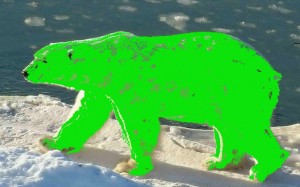 bear